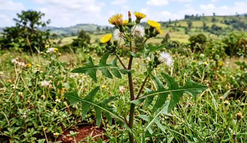 Sonchus oleraceus (Gagatang'i)