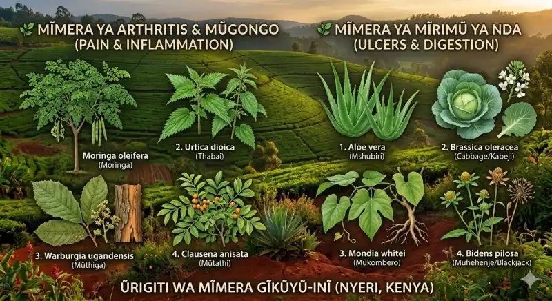 8 Best Herbs for Arthritis and Ulcers in Kenya: Nyeri Traditional Guide