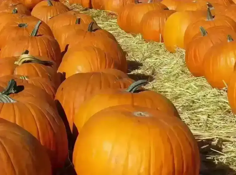 Importance of Proteins