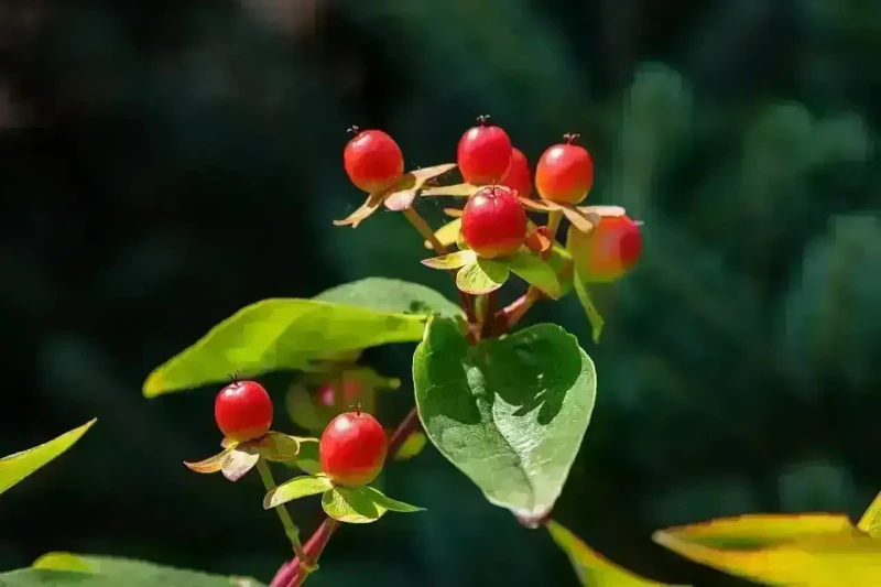 Impact-Of-Herbal-Medicines