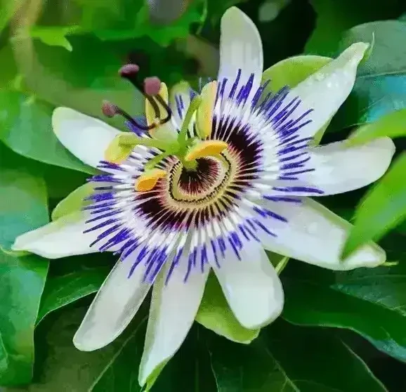 Passion-Flower