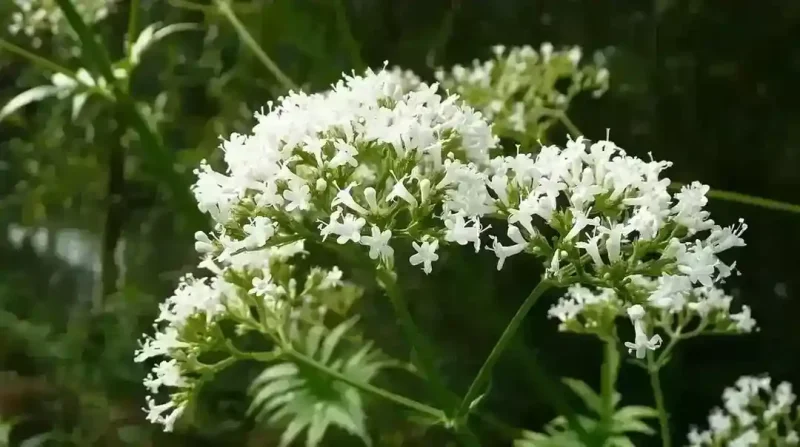 valeriana-officinalis-health-benefits
