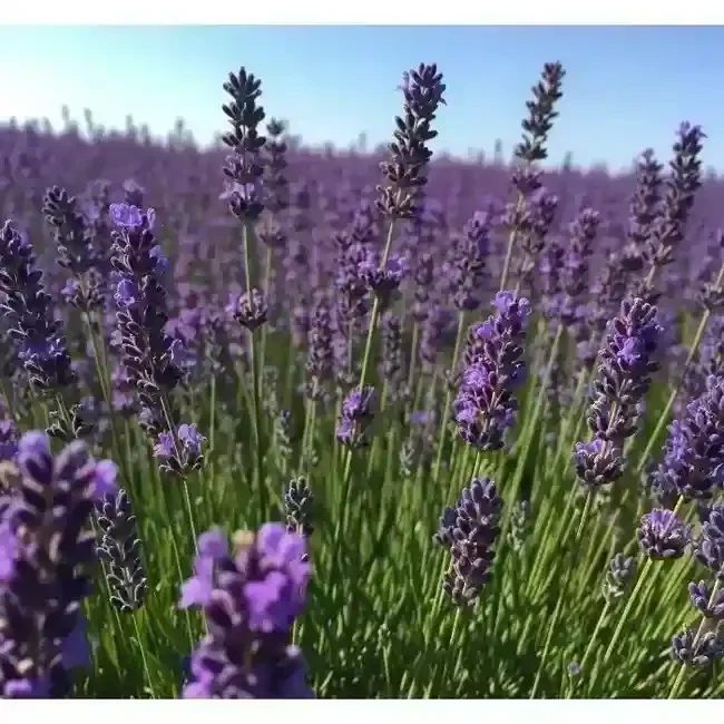 11 Medicinal Herbs and Their Health Benefits