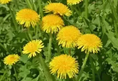 Dandelion Dandelion