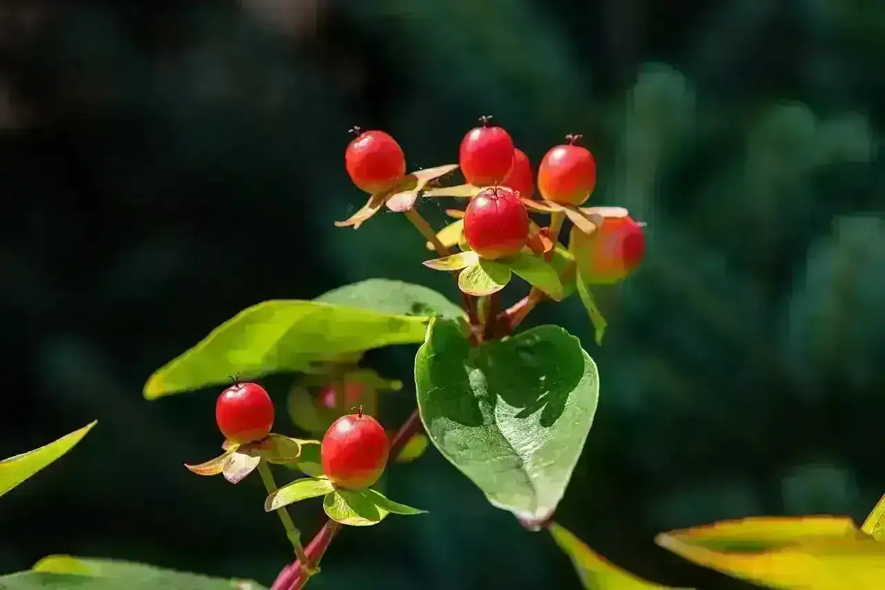 Impact-Of-Herbal-Medicines Impact-Of-Herbal-Medicines