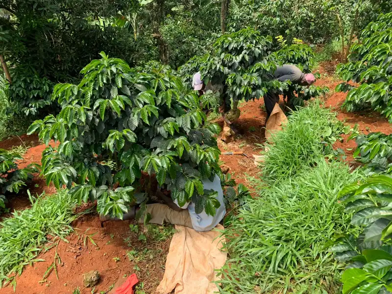 Kiangure Springs Environment Initiative website preview